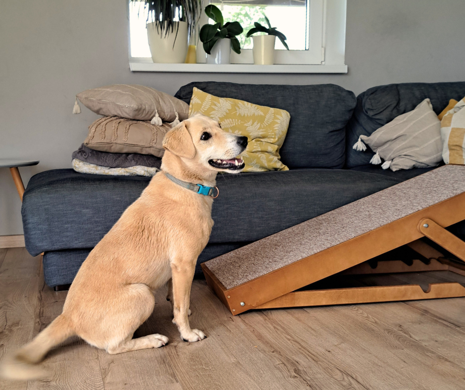 Dog ramp